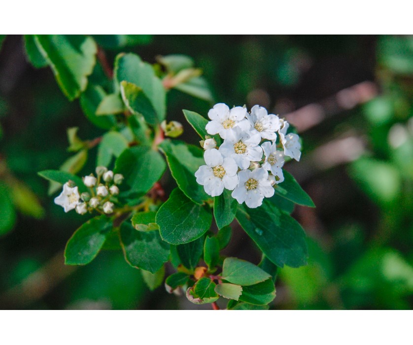 Van Houtte Spirea